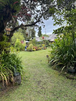   at Cafe Ono in Volcano