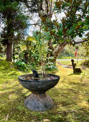  at Cafe Ono in Volcano