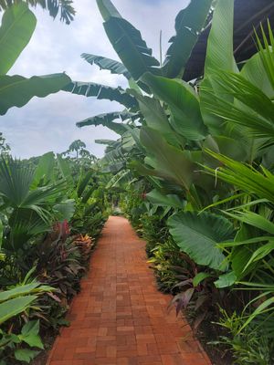 plants at Gracias Vida in La Guajira