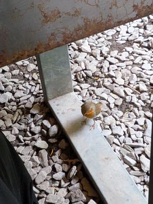 Vegan robin at Joey's Cafe in Ambleside