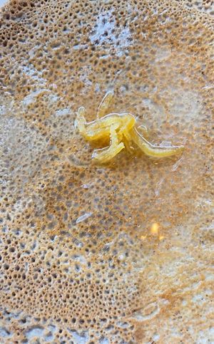   at La Creperie in Paris