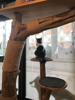 🐈‍⬛   at Di Cane in Gatto in Martignacco