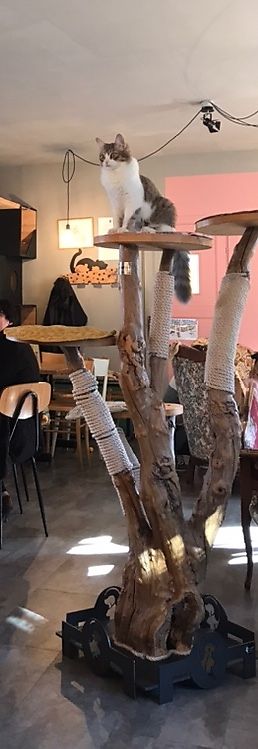   at Di Cane in Gatto in Martignacco