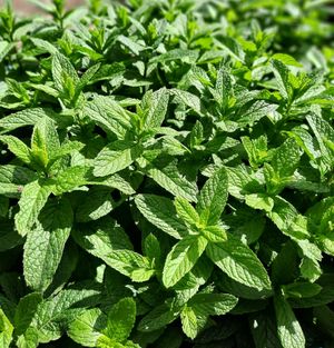 Always fresh..is simple. at Mandaloun in Nafplion