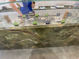 Green labels are vegan.  at Luff Gelato in Belgrade