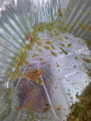 Shrimp legs and antenna inside the shrimp risotto at Feel Green in Split