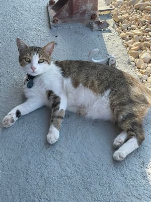   at To Korali in Kefalonia