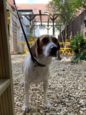 Someone got treats of his own! at Pot & Page in Ledbury