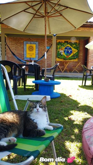 The food is served on this beatiful yard at Girassol Veg in Florianopolis