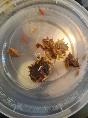  at 8 Cloves - Spice of India in Dallas