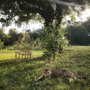 petfriendly at El Gat Groc in Beuda