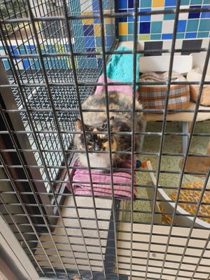 Harley Quinn one of the cats available for adoption at RSPCA Black Cat Café in Wacol