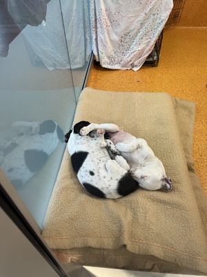 Animals up for adoption the cafe helps fund the animals care  at RSPCA Black Cat Café in Wacol