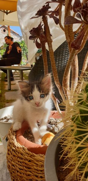 Kitty at Noon Good Food in Urla