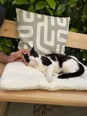 restaurant 🐱. so sweet    at Noon Good Food in Urla