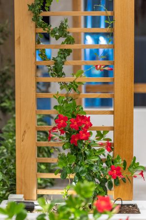 Our lovely and planty Open Air Restaurant ! at 5SENSES Restaurant in Santorini