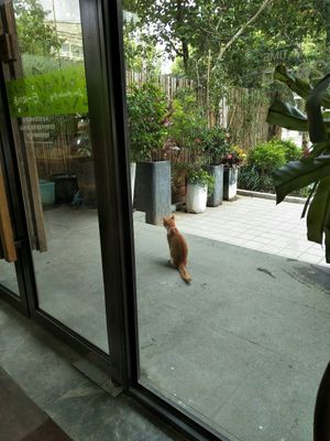 Guard cat. at Even Noodles Sing 碗阳春 in Shanghai
