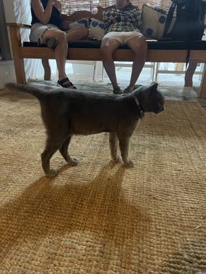 Resident cat  at Almond in Paros