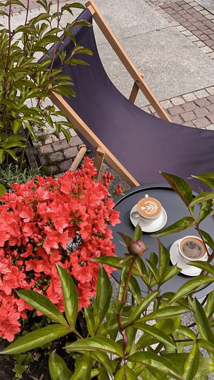 summer garden at Harper  in Jelenia Gora