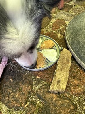 Coconut yoghurt and peanut butter lick mats for the girls!  at Cafe Mojo in Mundaring