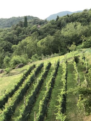 The view from their veranda  at La Dimora del Bardo in Nimis