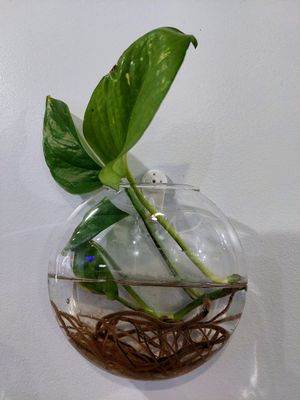  at Green Bar in New Paltz