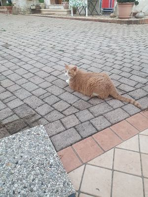 Oreste at Vegan Domus Mea in Vicenza