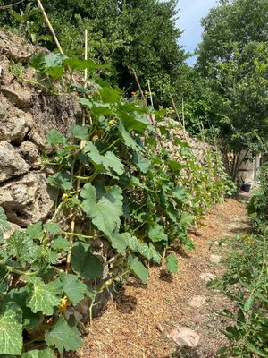 Kitchen garden at Jardin Secret in Cotignac