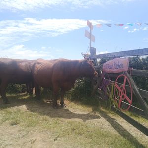 Our Regular visitors at Ellies Soul Kitchen in Helston