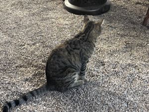 The sweet cat, Lucky at La Cocina Restaurant and Cantina in Tucson