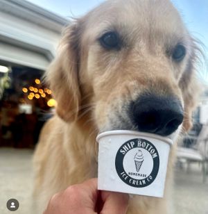 Bring your 4-legged friends for puppy cups at Ship Bottom Ice Cream Co in Ship Bottom