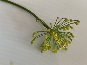 Nice accents at True Bistro in Somerville