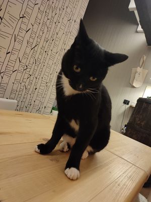 Mochi at Koivu in Valchiusa