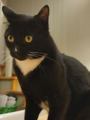 Mochi 🐾 at Koivu in Valchiusa