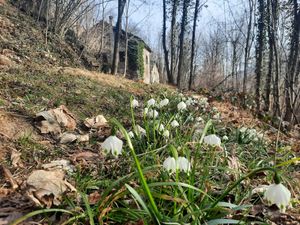 springtime and snowdrops I  koivu's forest s at Koivu in Valchiusa