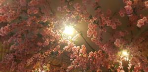  at Niiko Sushi x Vegan in Leipzig