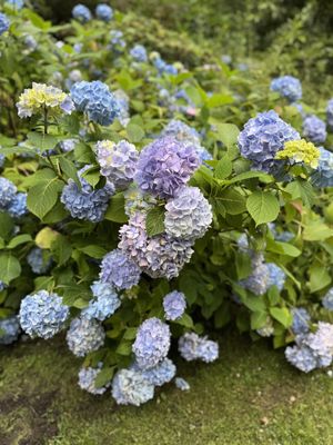 Mirehouse Gardens  at The Old Sawmill Tearoom in Keswick