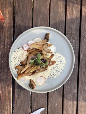 Austernpilze  at Place to V in Lenzen Elbe