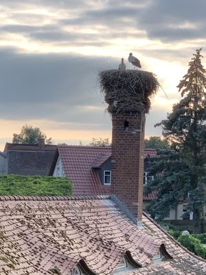 Storchennest an der Einfahrt at ahead Burghotel in Lenzen Elbe