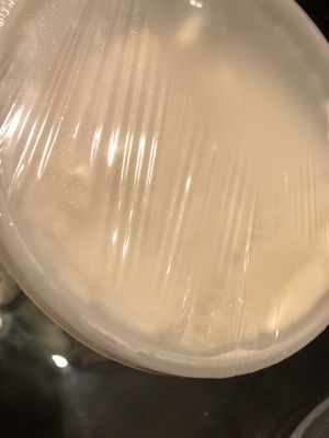 Hot soybean milk sugar free (organic)  at Nan Xiang Xiao Long Bao in Flushing