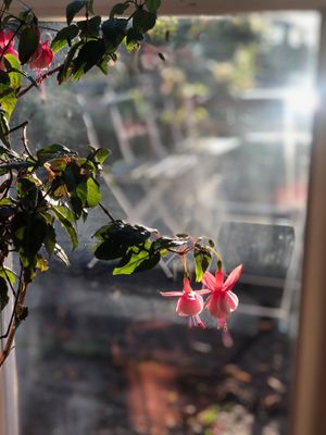 Flying Dragon Flower before the snow fell outside
 at Camilles Garden & Café in Vaxholm
