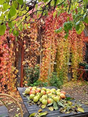 Those apples are now in the crumble pies at Camilles Garden & Café in Vaxholm