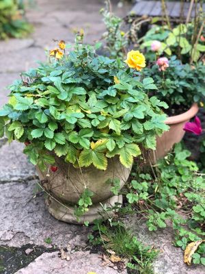 The yellow rose at Camilles Garden & Café in Vaxholm