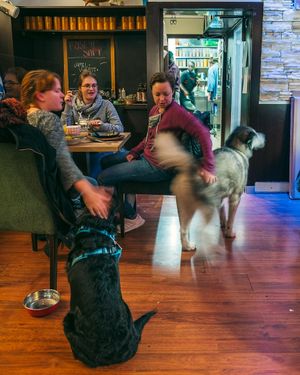 A beautiful husky freely walked around the restaurant to the delight of us and the other patrons. at Max Pett in Munich