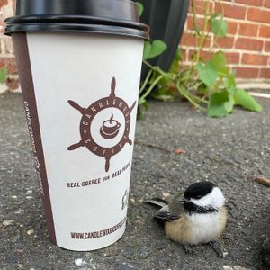 This Chickadee needed coffee! 🤗 at Candlewood Market in Fairfield