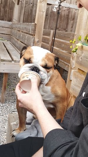 Doggie ice cream at The Queen Inn in Cwmbran