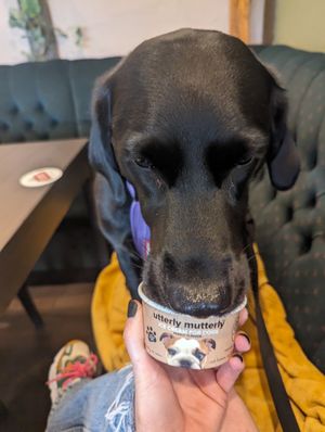Doggy ice cream at The Queen Inn in Cwmbran
