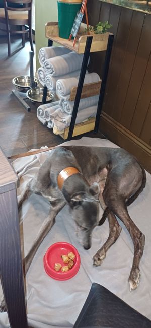 Well set up for dogs, including sausages! at The Queen Inn in Cwmbran