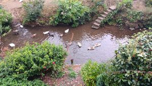 Ducks at The Queen Inn in Cwmbran