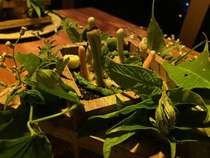 First course - an homage to growing  #Veganuary at San Lucas Treetop Dining Experience in Monteverde